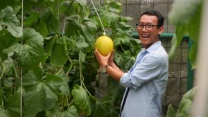 Nah ini adalah melon emas